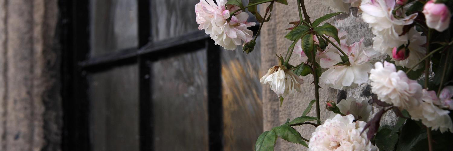 Pink flowers growing in front of a window Pink flowers growing in front of a window