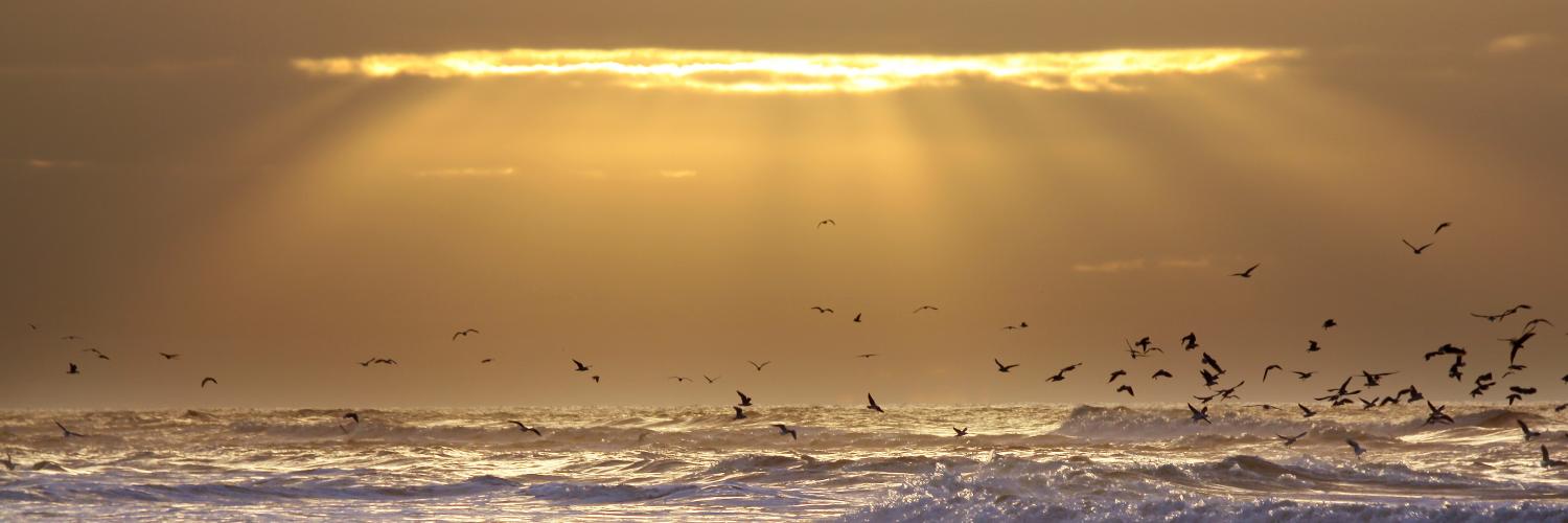Ferienwohnungen und Ferienhäuser in Katwijk aan Zee - HomeToGo