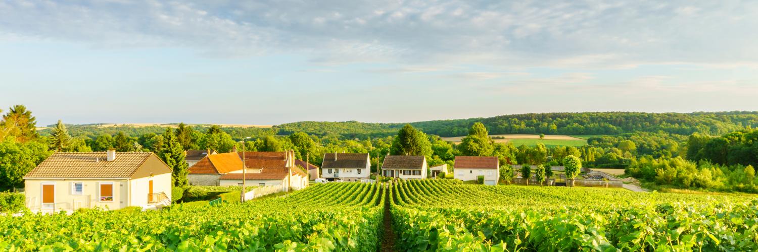 Row vine green grape in champagne vineyards at montagne de reims on countryside village background, France