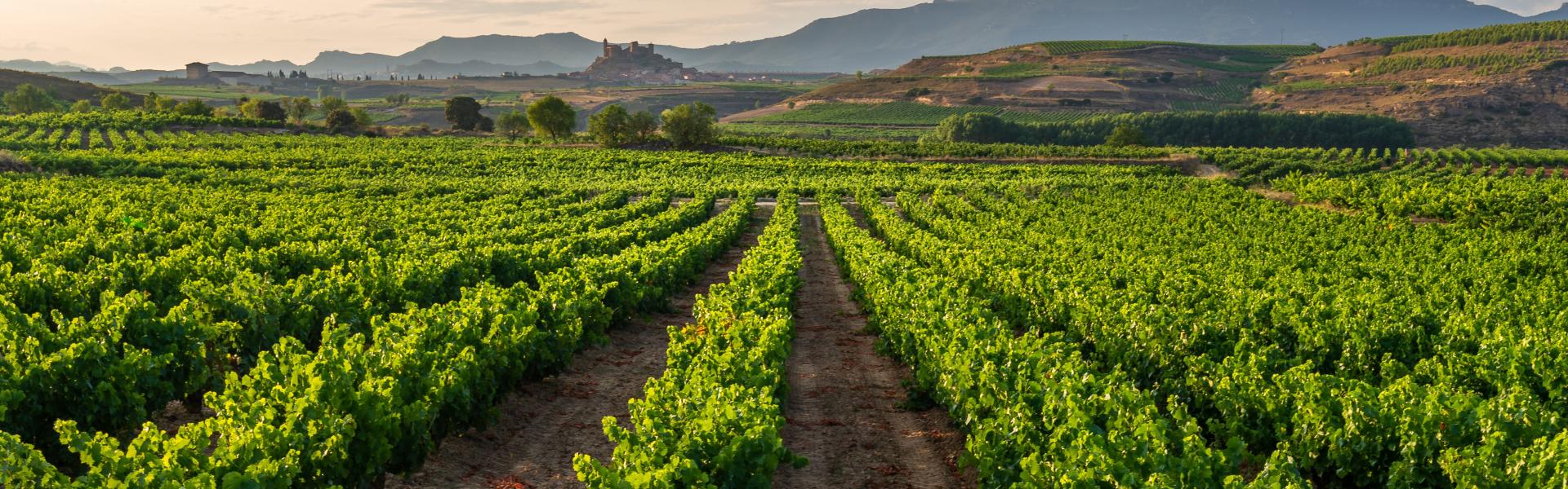 Enoturismo en La Rioja_HomeToGo Enoturismo en La Rioja_HomeToGo