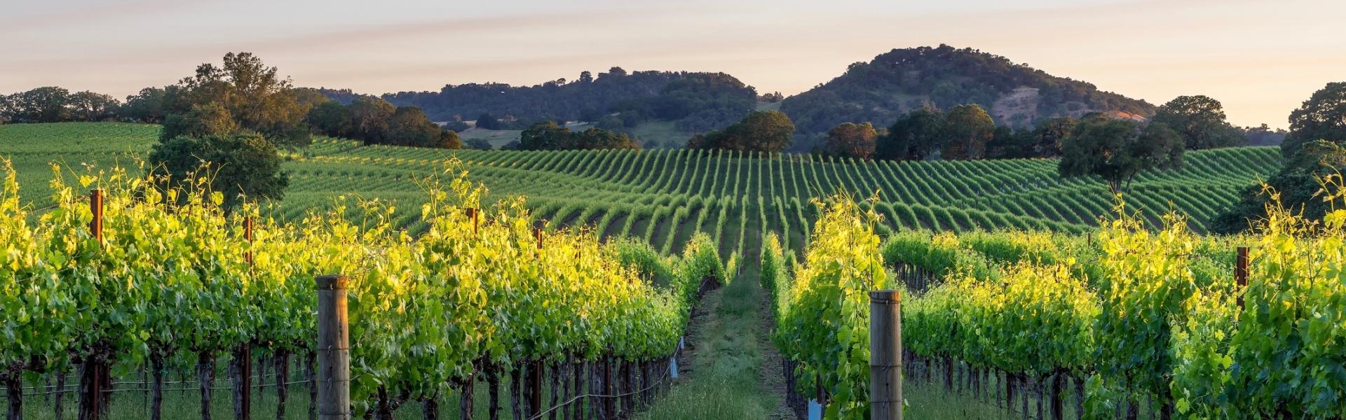 Enoturismo en El Penedes_HomeToGo Enoturismo en El Penedes_HomeToGo