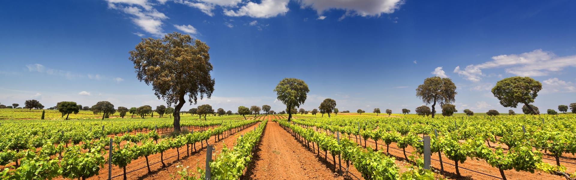 Enoturismo en La Mancha_HomeToGo Enoturismo en La Mancha_HomeToGo