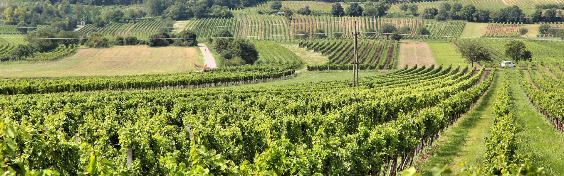 Ferienwohnungen und Ferienhäuser in Apetlon - HomeToGo