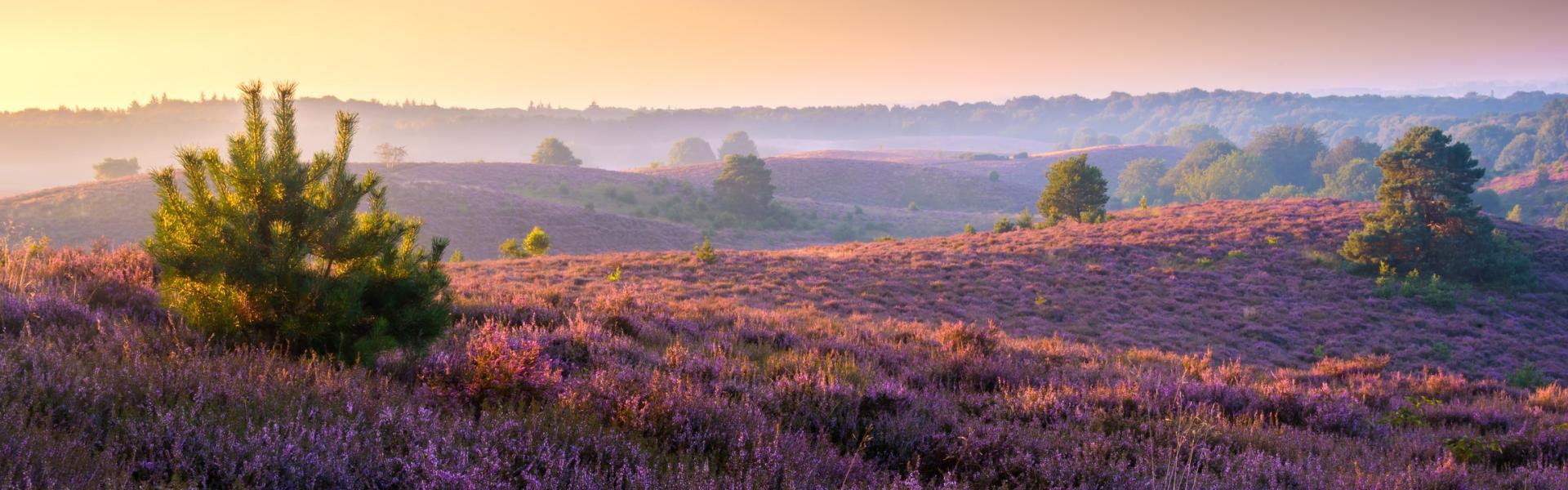 Vakantiehuizen en appartementen op de Veluwe - HomeToGo