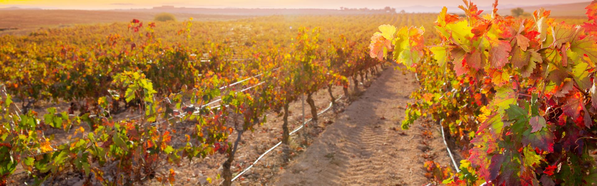 Enoturismo en Ribera del Duero_HomeToGo Enoturismo en Ribera del Duero_HomeToGo