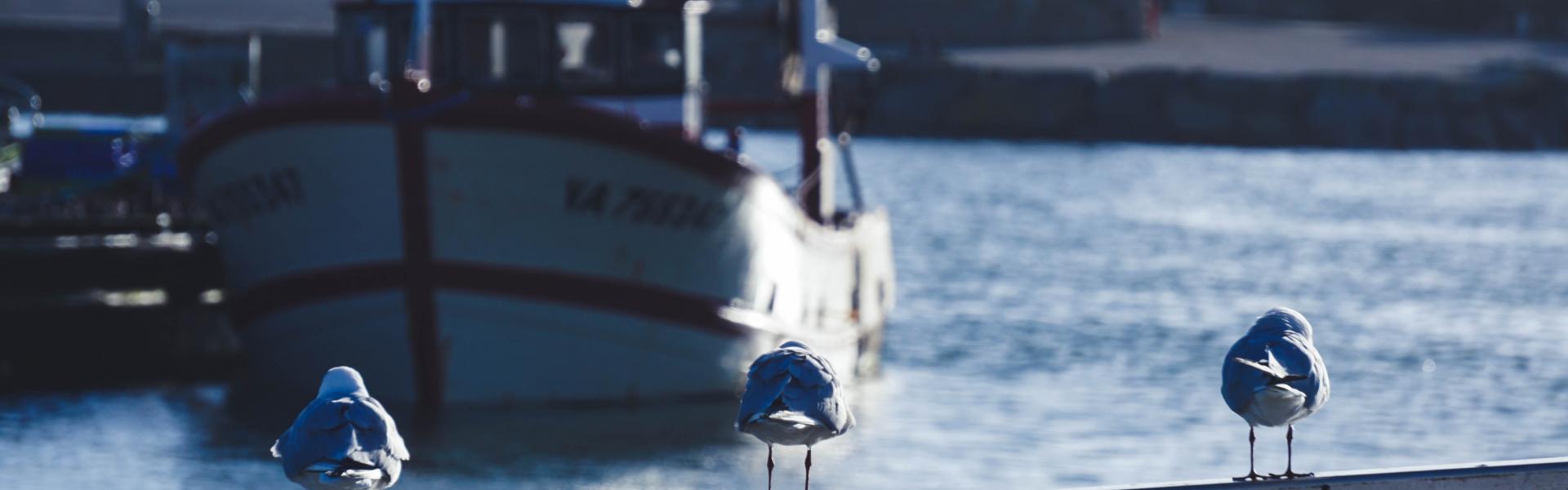 three seagull birds on post viewing boat