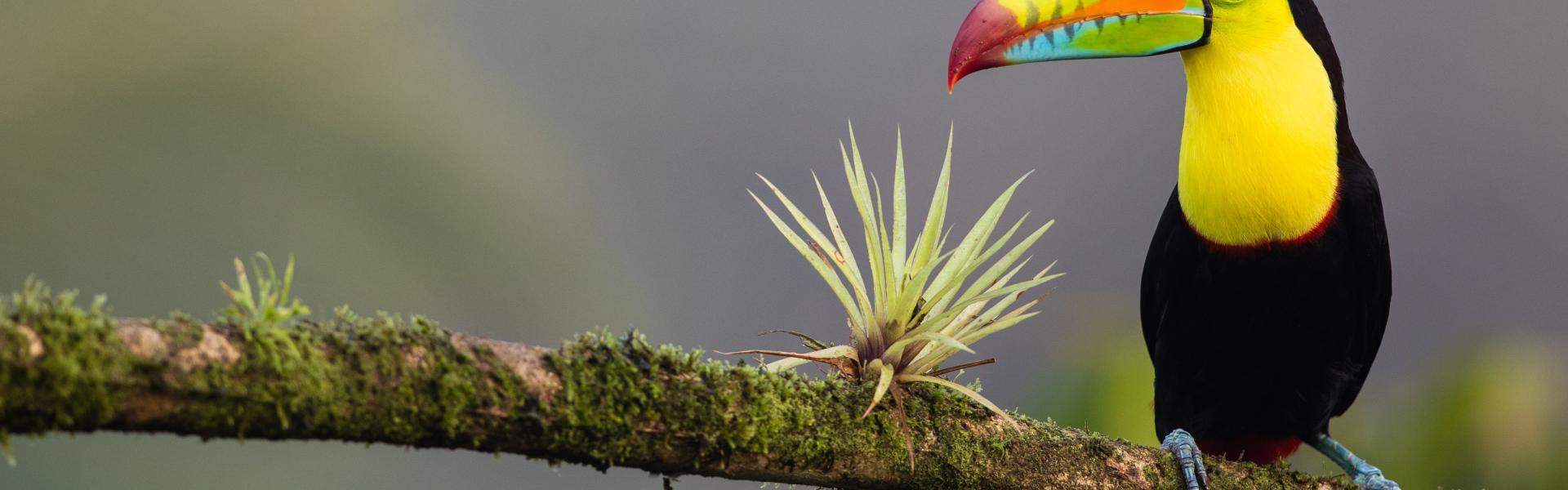 Alquileres y casas de vacaciones en Costa Rica - Wimdu