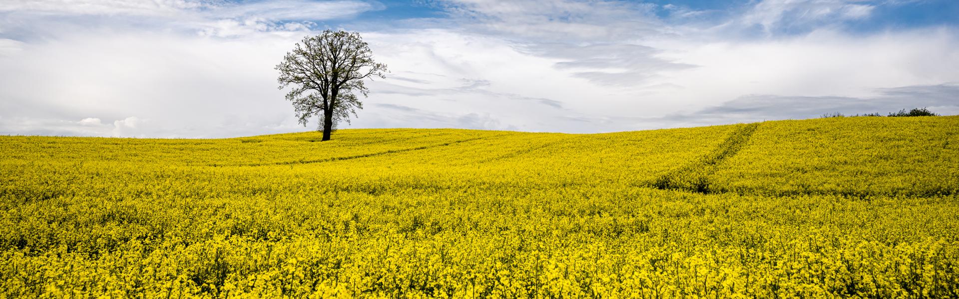 Malerischer Blick auf das Rapsfeld und bewölktem Himmel, Ostholstein, Deutschland
