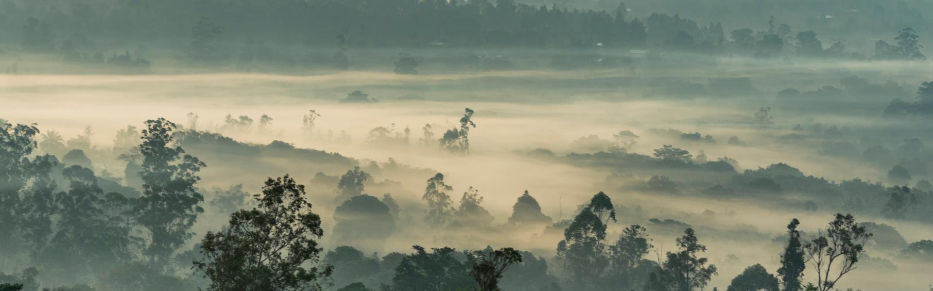 green trees under white clouds during daytime