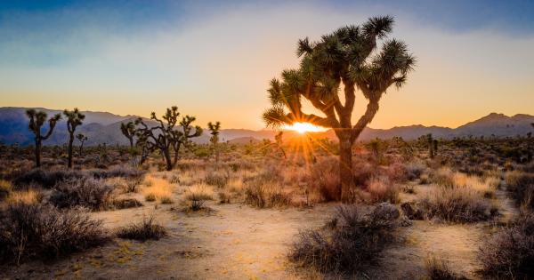 Vacation Rentals in Joshua Tree - HomeToGo