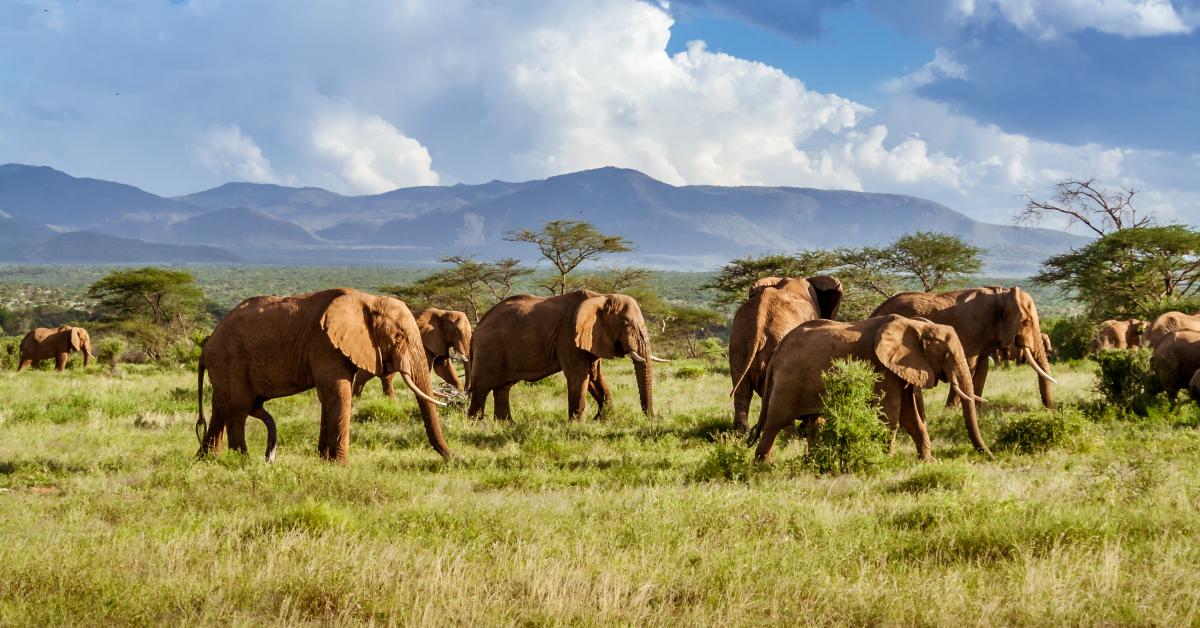 Ferienwohnungen Ferienhauser Fur Urlaub In Kenia Ab 15