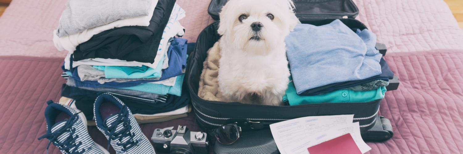 Ferienhäuser und Ferienwohnungen für Urlaub mit Hund auf Amrum HomeToGo