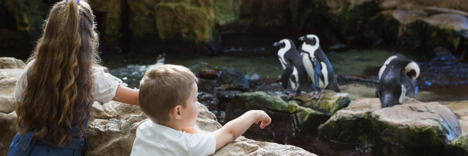 Best things to do near Chester Zoo