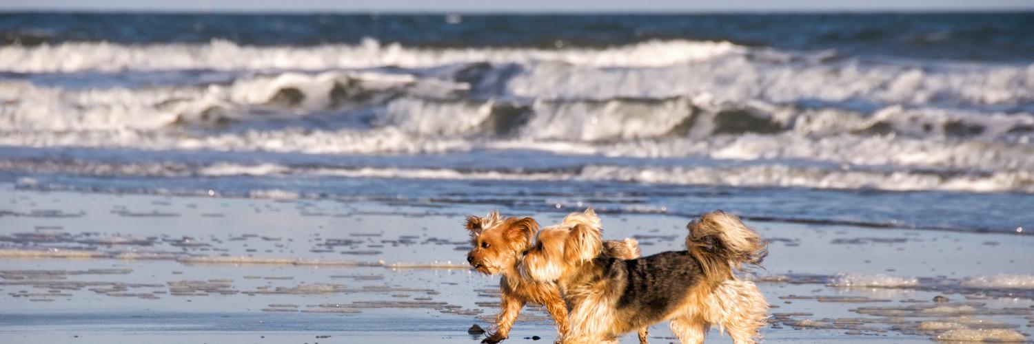 Las mejores playas para perros en Huelva
