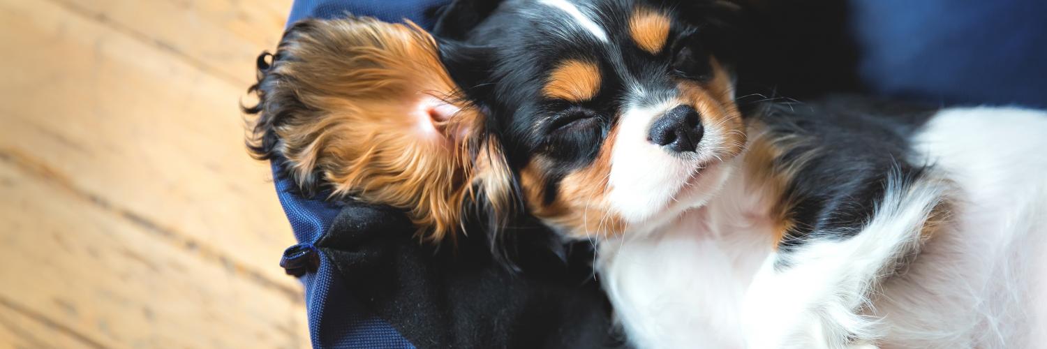 Ferienhaus mit Hund in Sankt PeterOrding Top Angebote HomeToGo