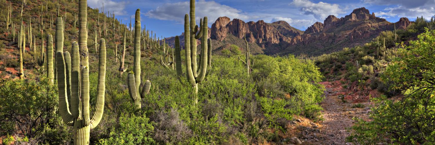 Chandler House Rentals from 96 HomeToGo