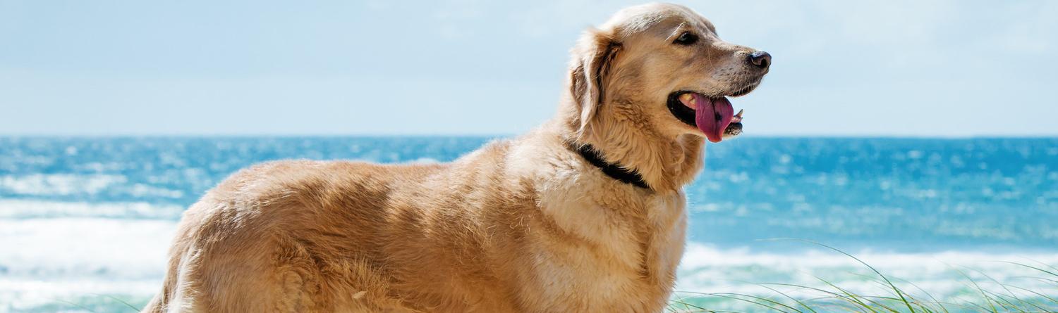 Dog-Friendly Holidays in the Isle of Wight - HomeToGo