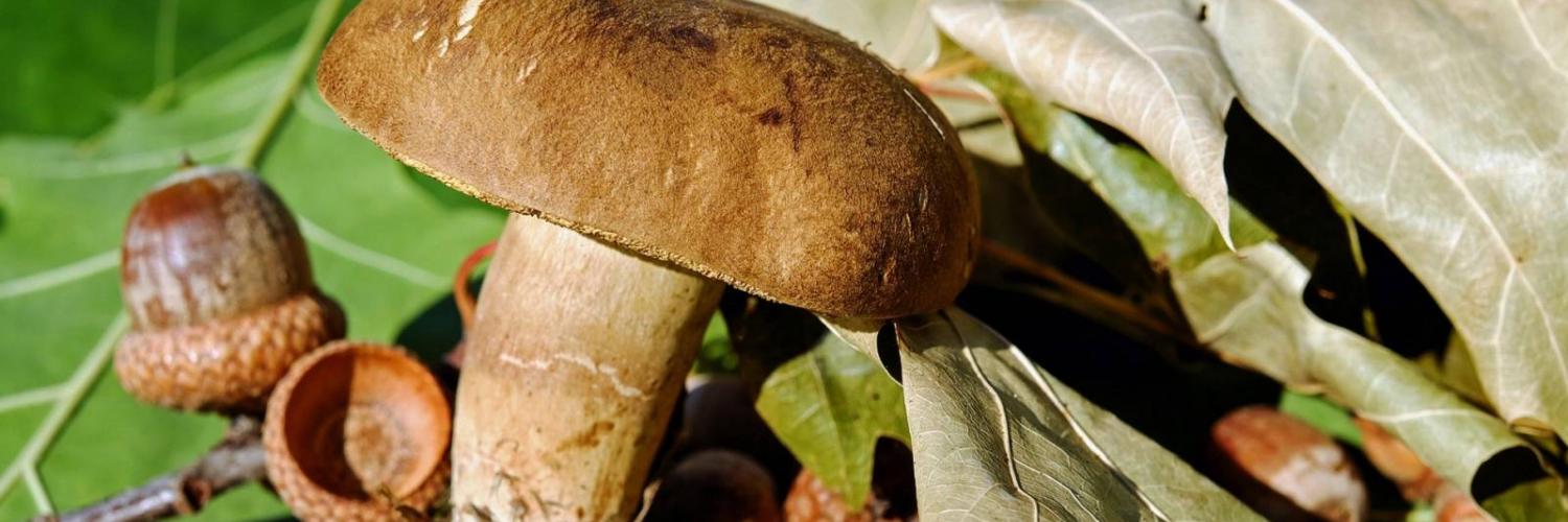 Sagre Autunnali in Italia: 10 Appuntamenti da Non Perdere - CaseVacanza.it
