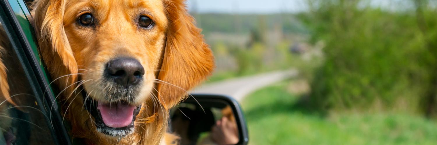 Ferienhauser Und Ferienwohnungen Fur Urlaub Mit Hund Am Bodensee Hometogo
