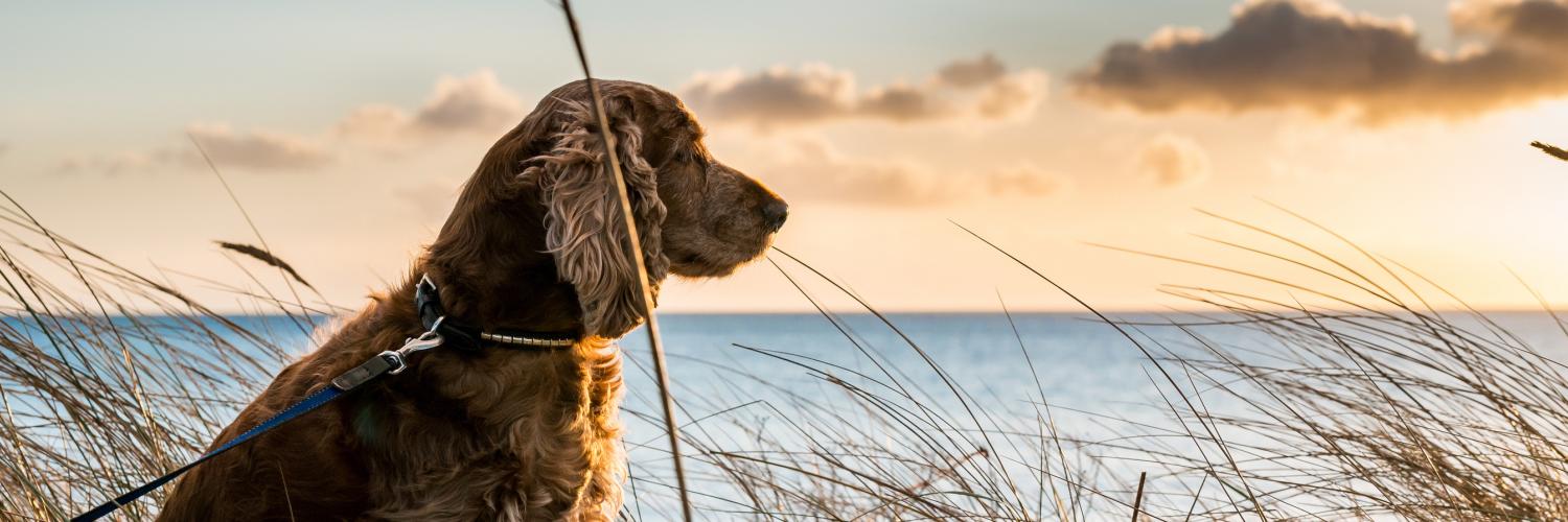 met hond zee: De beste bestemmingen - HomeToGo