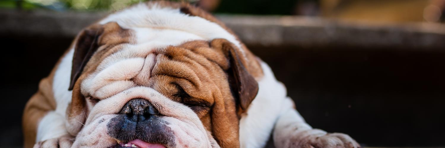 Erlebnisreicher Urlaub mit Ihrem Hund auf Usedom