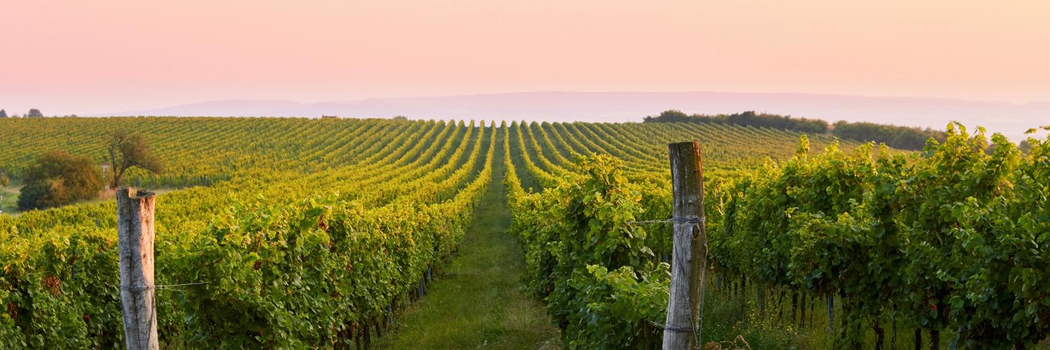Turismo del vino in Italia - HomeToGo