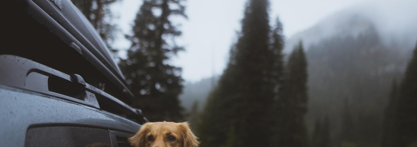 Tipps für einen gelungenen Urlaub mit Hund im Harz