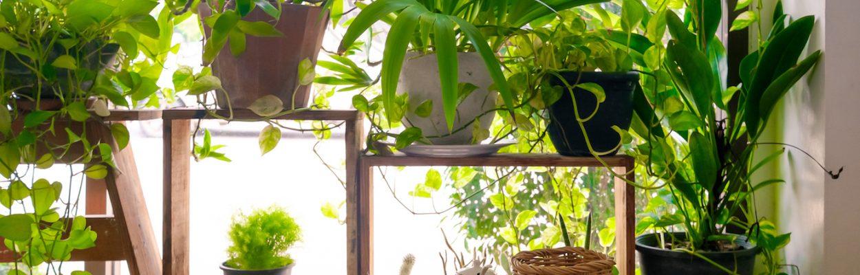 Wie deine Pflanzen deinen Urlaub überleben - Wimdu