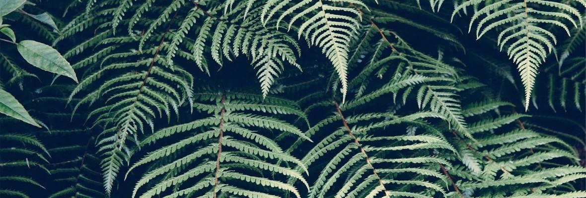 I 5 migliori punti eco-friendly di New York City - Wimdu