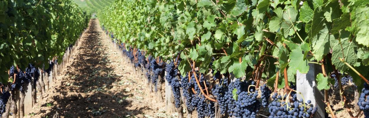 Découvrez Bordeaux et les vignobles de la région - Wimdu