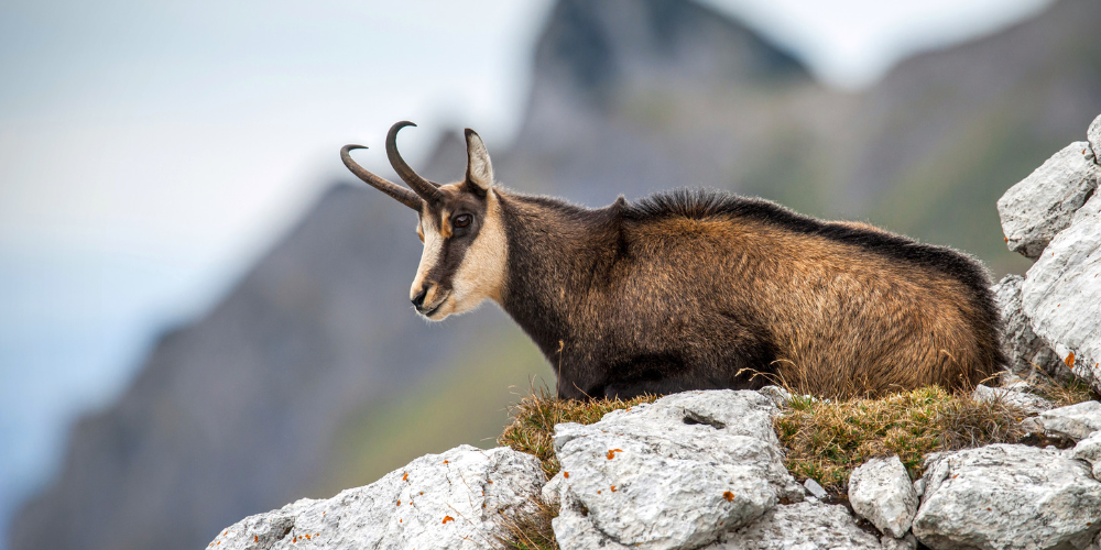 Una gita a lama dei peligni, il paese dei camosci - CaseVacanza.it