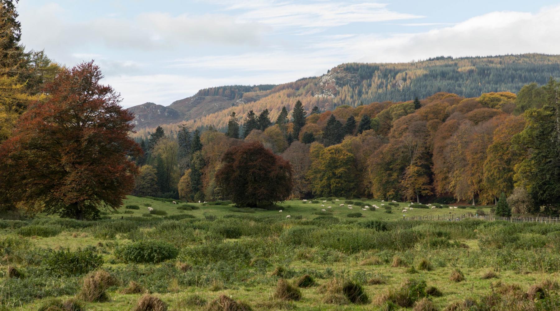 The countryside around Dunkeld, Scotland 