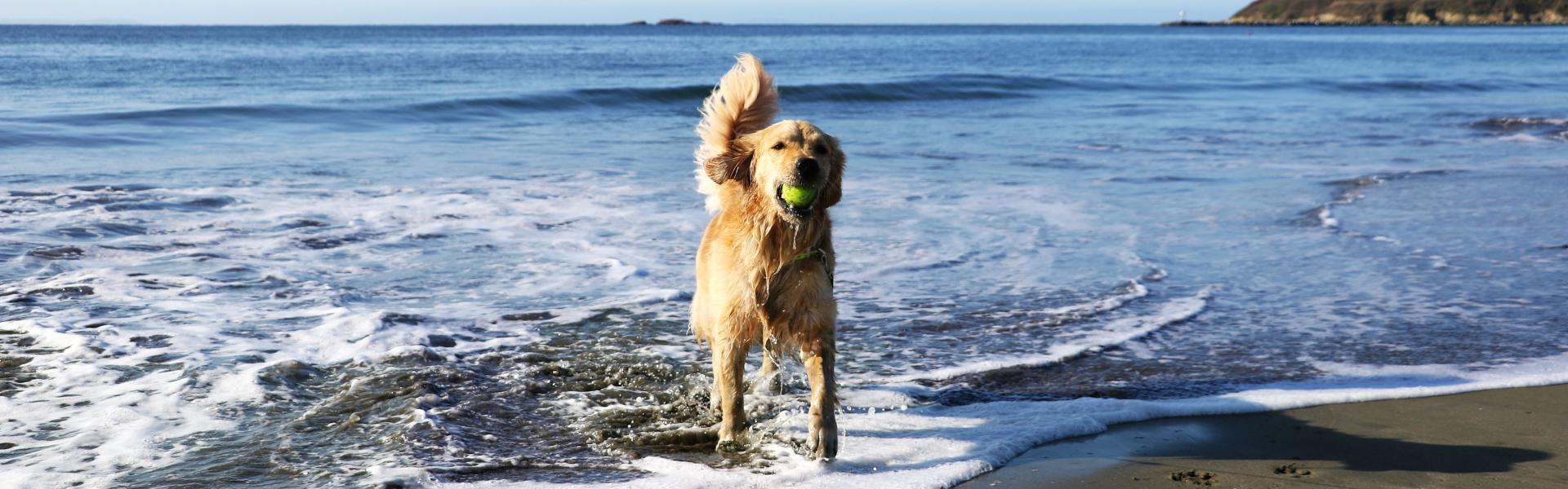 Ferienwohnungen &amp; Ferienhäuser mit Hund HomeToGo