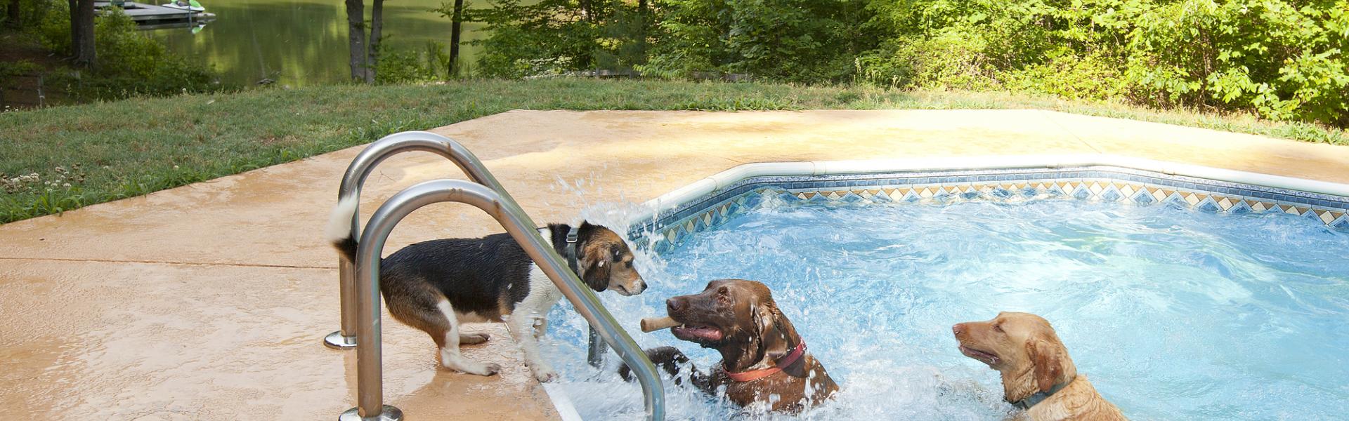 Hundefreundliches Ferienhaus mit Pool - HomeToGo