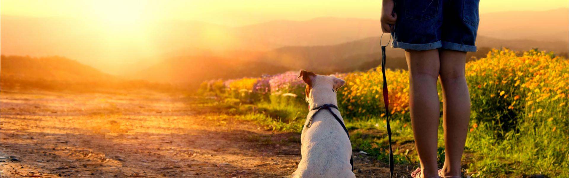 Vacances avec son chien en Grèce - Casamundo