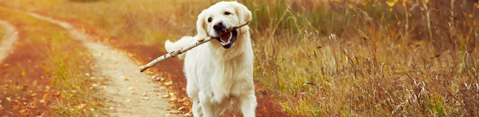 Hond mee