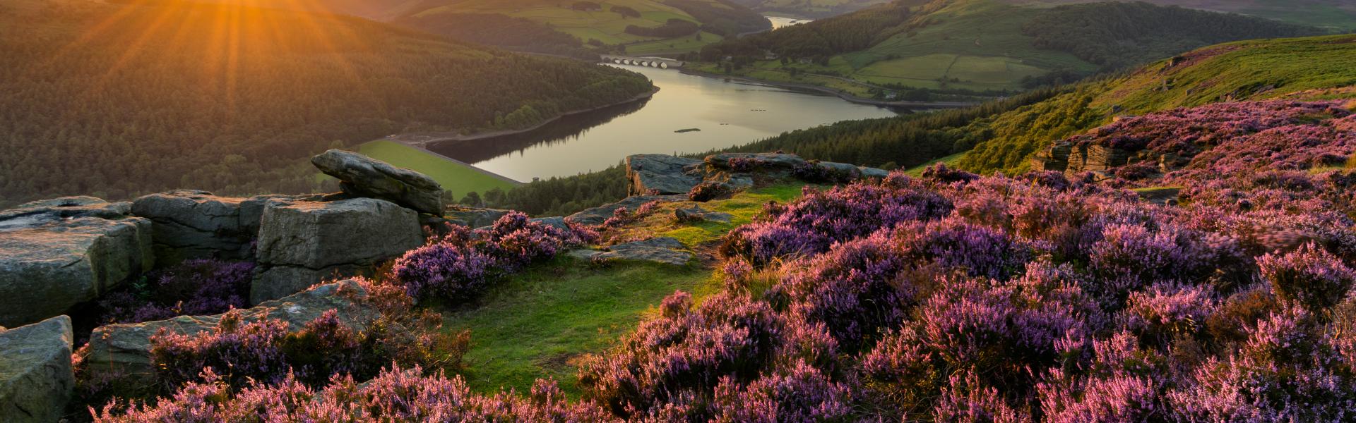 A hill covered in purple heather with a river in the background