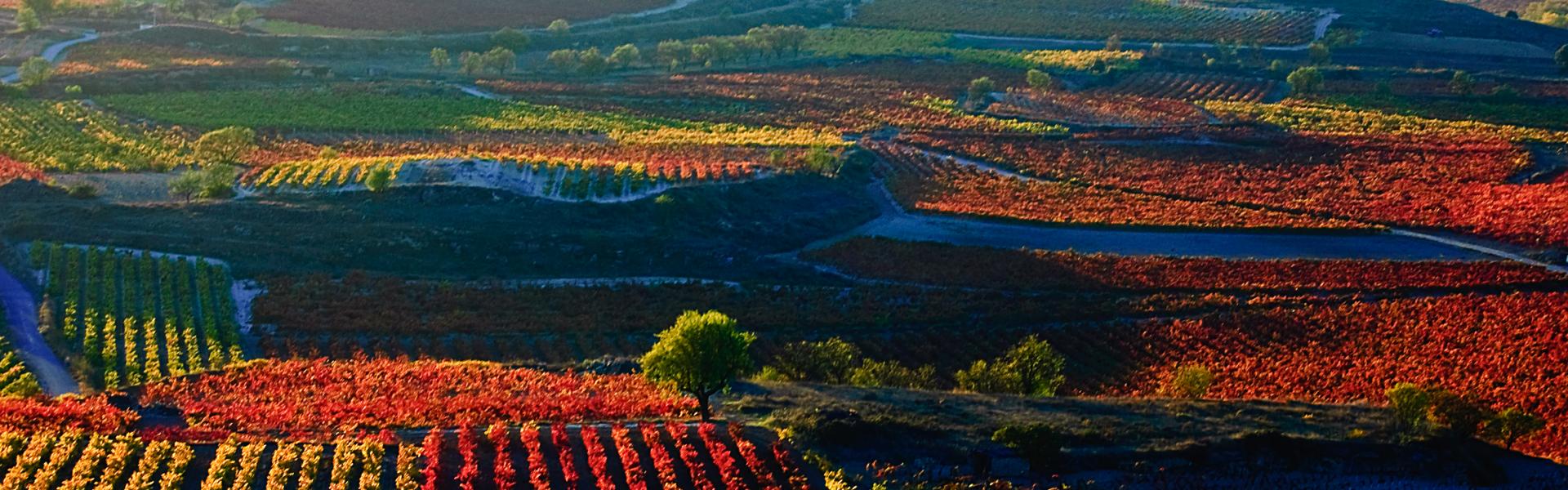 Wineyard in Haro, La Rioja