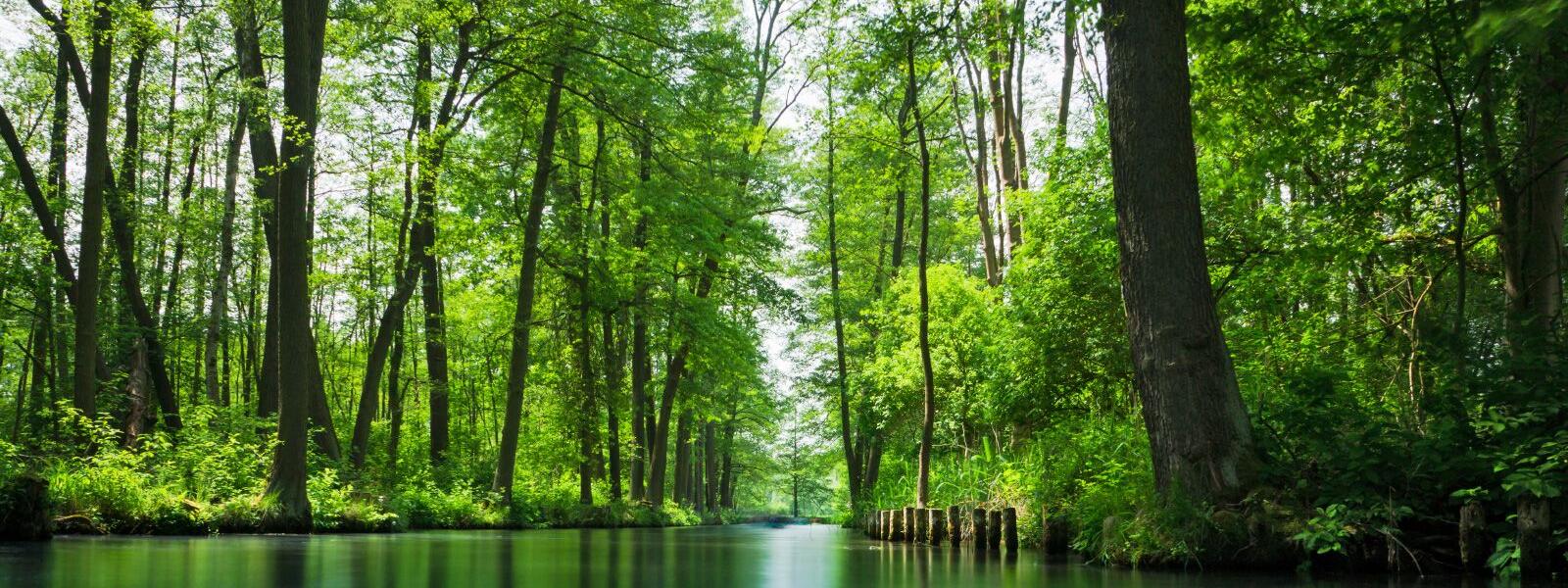 Von Wald gesäumter Kanal im Spreewald