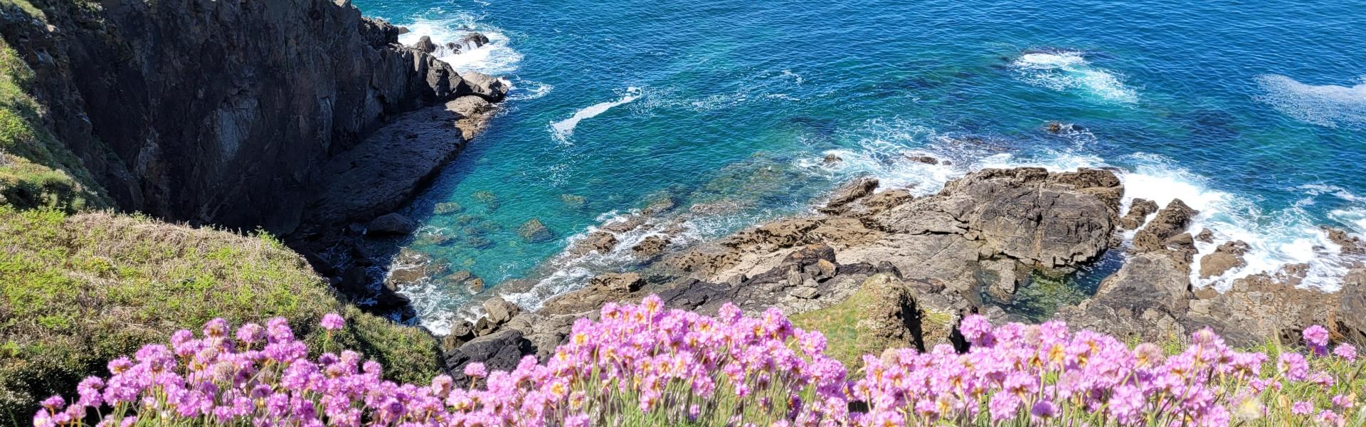purple flowers on rocky shore during daytime