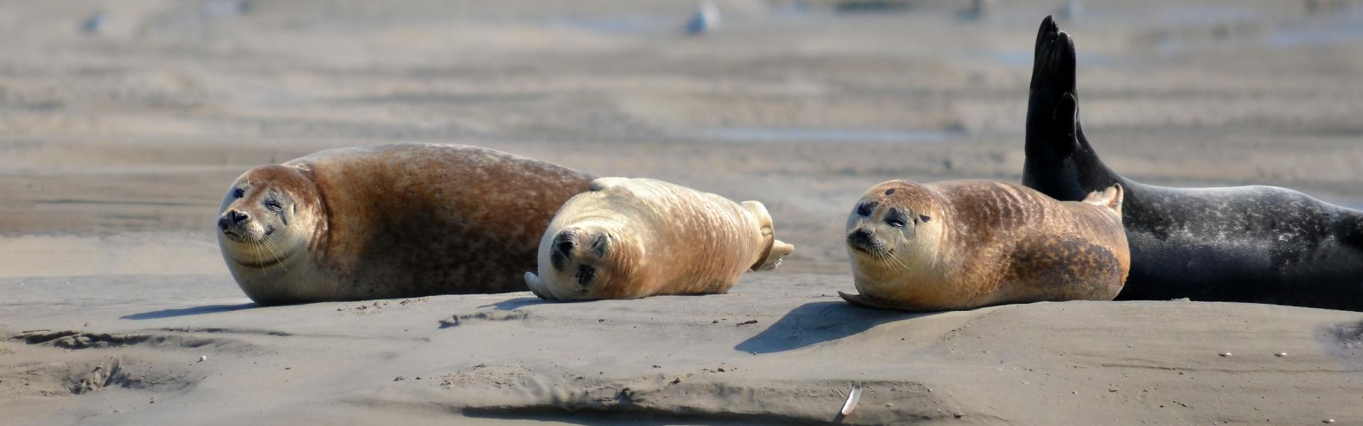 sea lion on white sand during daytime