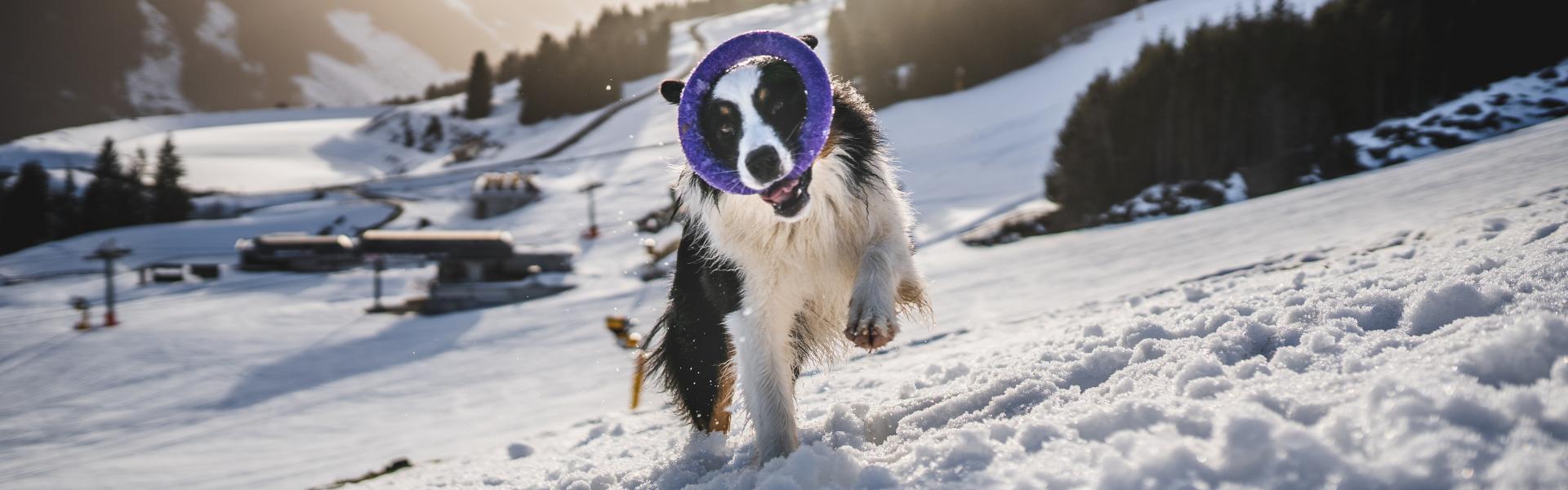 black and white border collie on snow covered ground during daytime