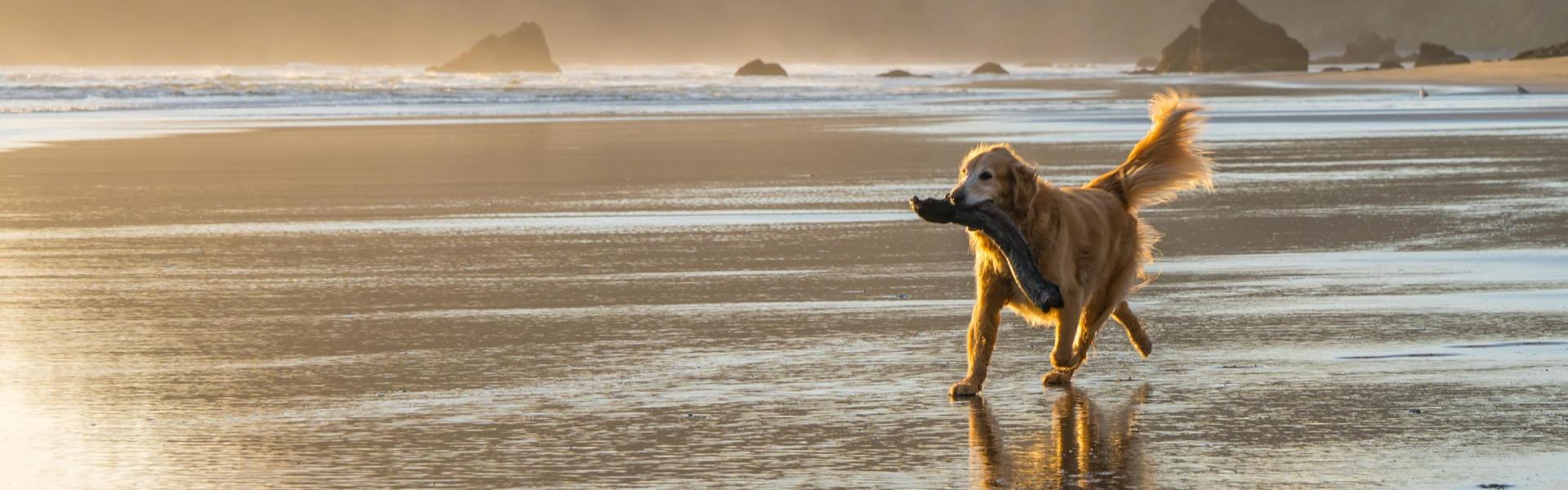 Ein junger Golden Retriever spielt am Strand