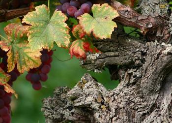 Degustazione Vini sui Colli Euganei: Cantine, Itinerari, Prodotti