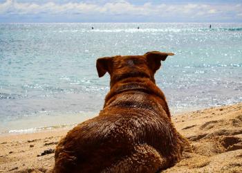 Spiagge per cani in Campania: dove andare