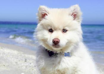 Vacanze con animali: le spiagge per cani in Sardegna