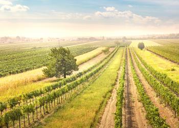 Een vakantiehuisje in het bijzondere Burgenland - HomeToGo