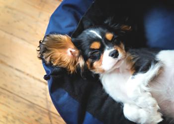 Dog-Friendly Rentals in New York City - HomeToGo