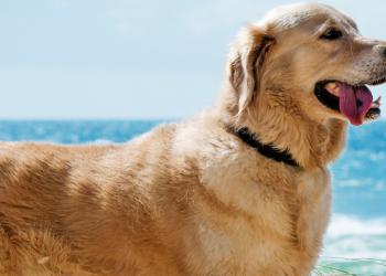 Büsum Urlaub mit Hund - HomeToGo