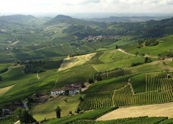 Vini delle Langhe: Tour Degustazione fra le Colline Piemontesi